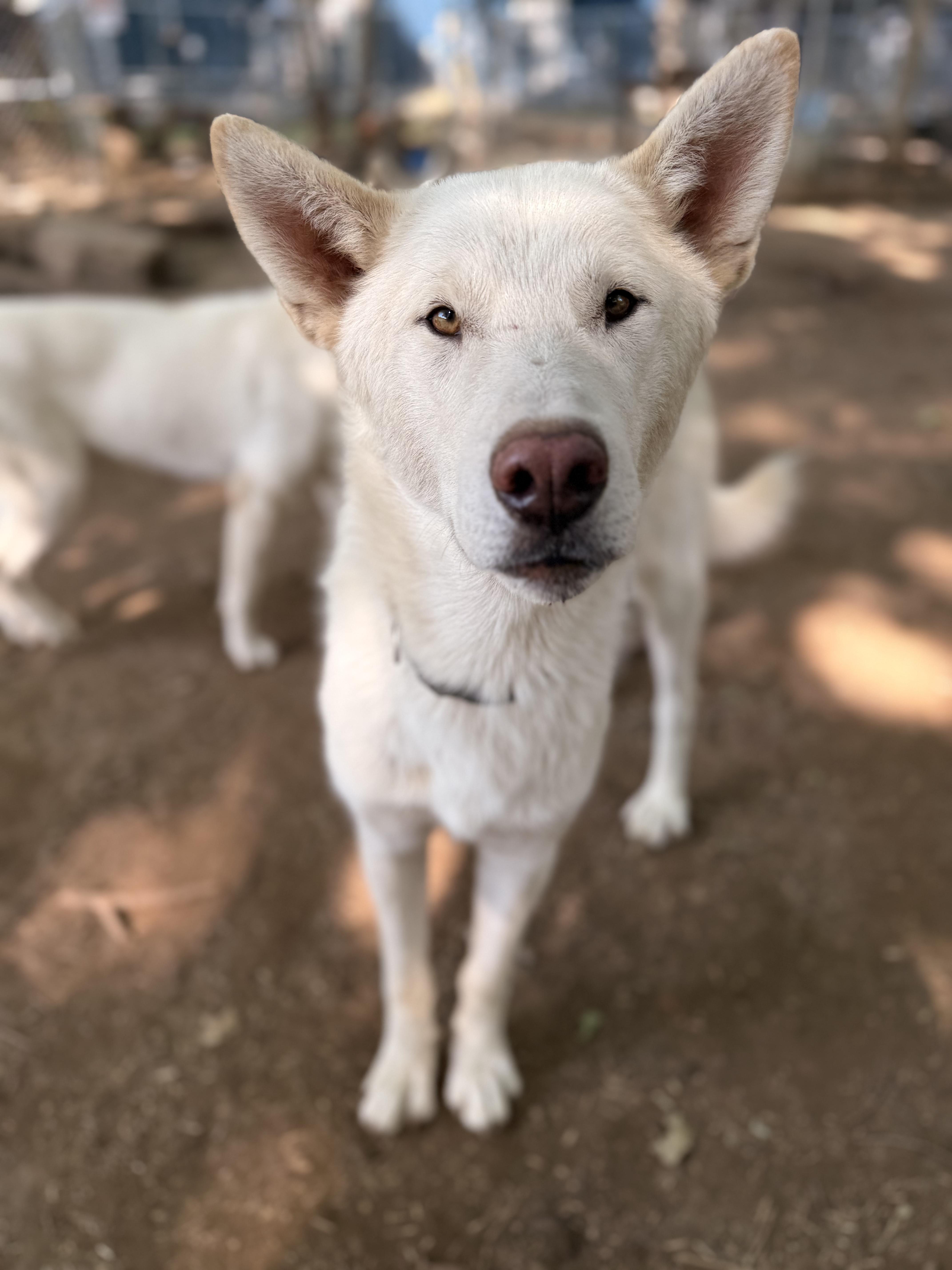 Olaf, Adoptable, Young Male White German Shepherd & Husky.