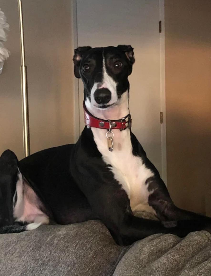 Enlarge Artémis, a Adoptable mixed breed in STE-MARGUERITE-DU-LAC-MASSON, QC image 1/1