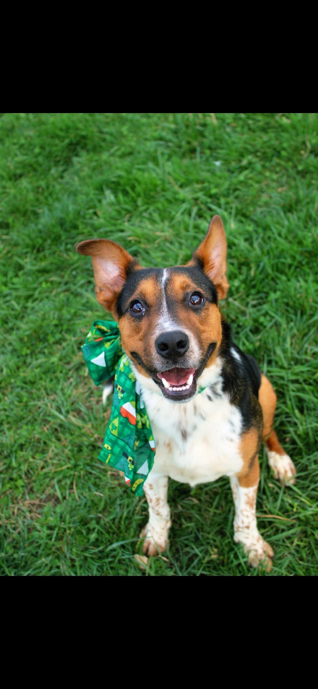 Enlarge Hanz, an adoptable mixed breed in Berea, KY image 1/3
