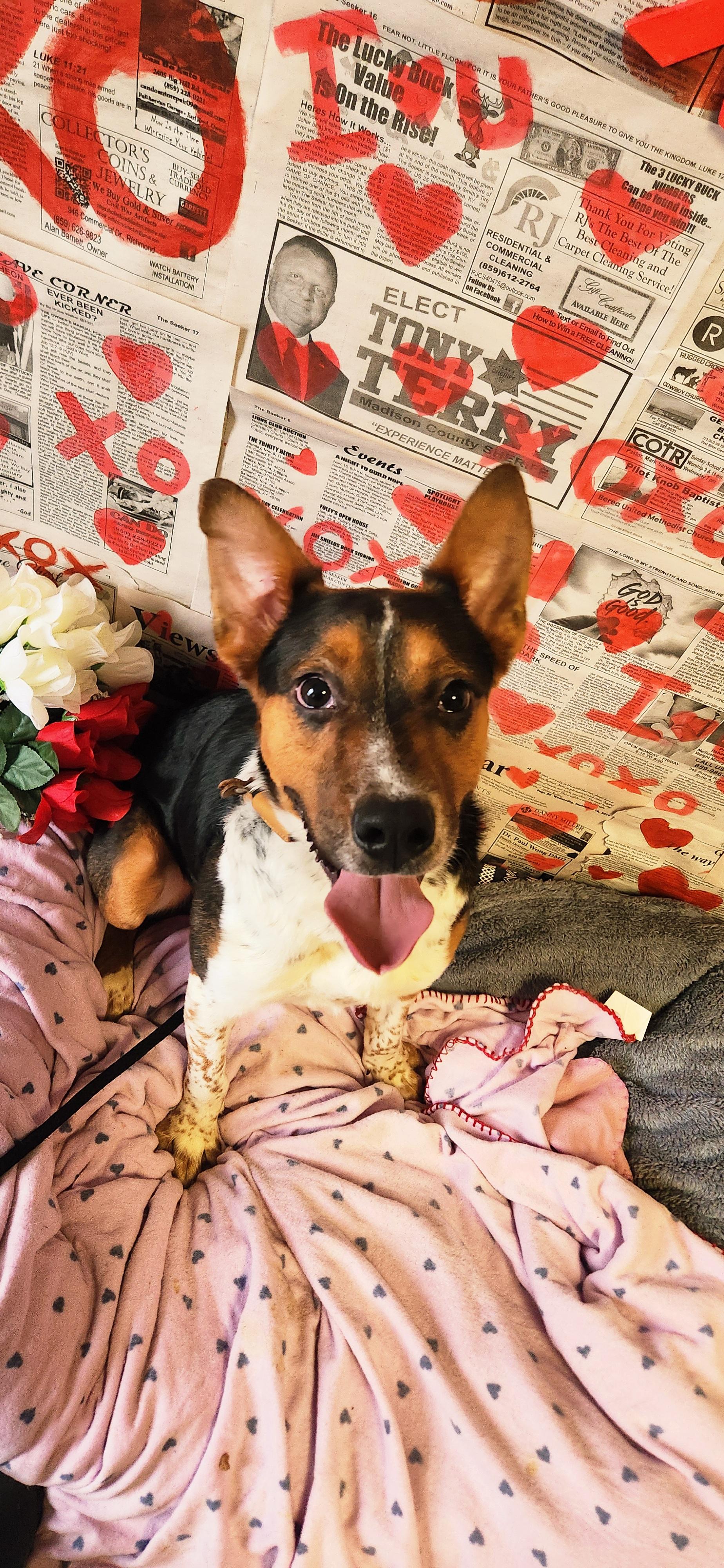 Enlarge Hanz, an adoptable mixed breed in Berea, KY image 3/3