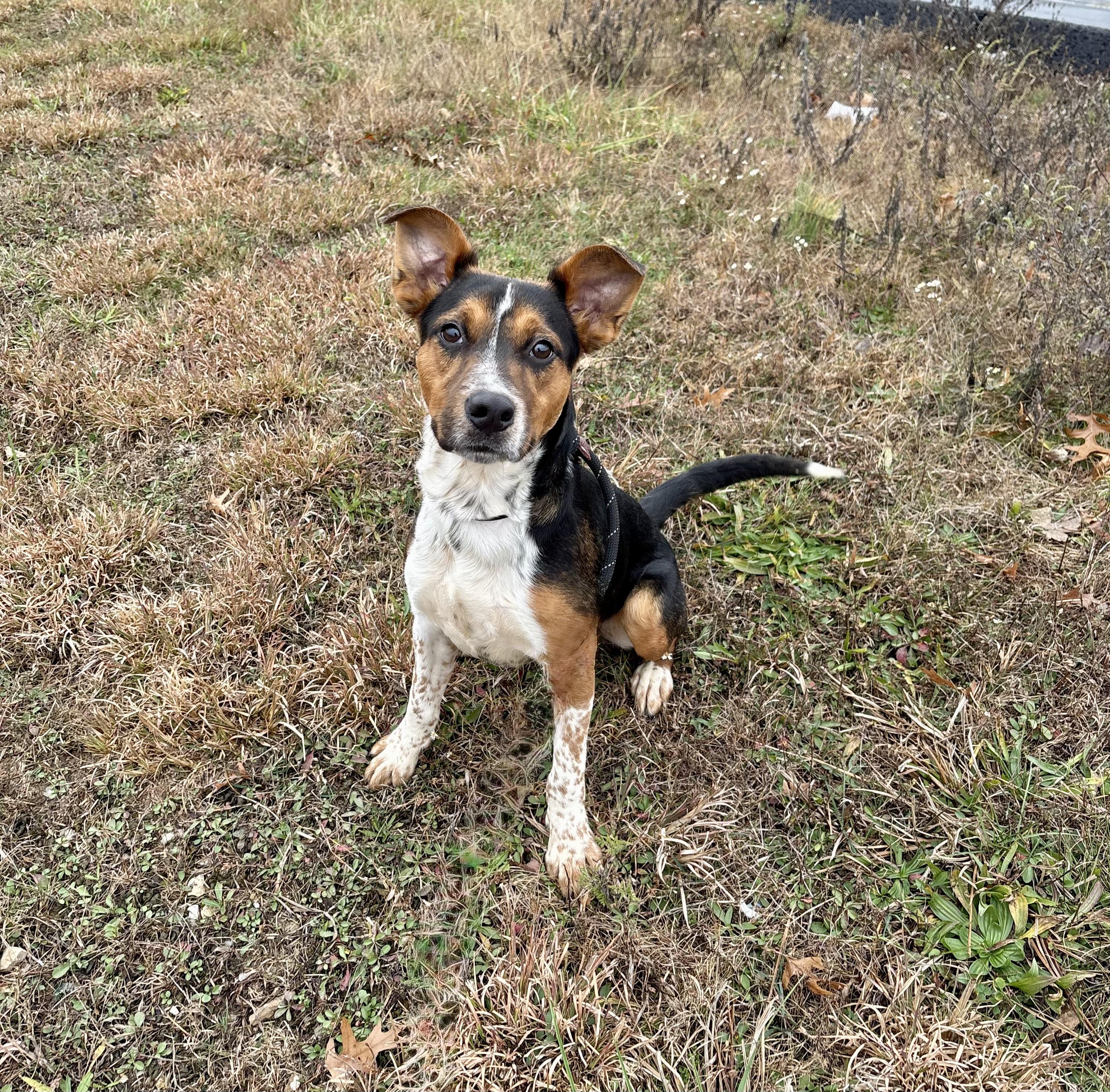 Enlarge Hanz, an adoptable mixed breed in Berea, KY image 1/1