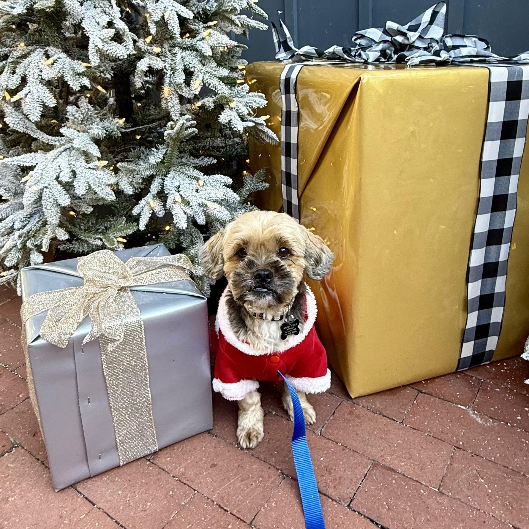 Watson, ADOPTABLE, Adult Male Shih Tzu & Yorkshire Terrier.