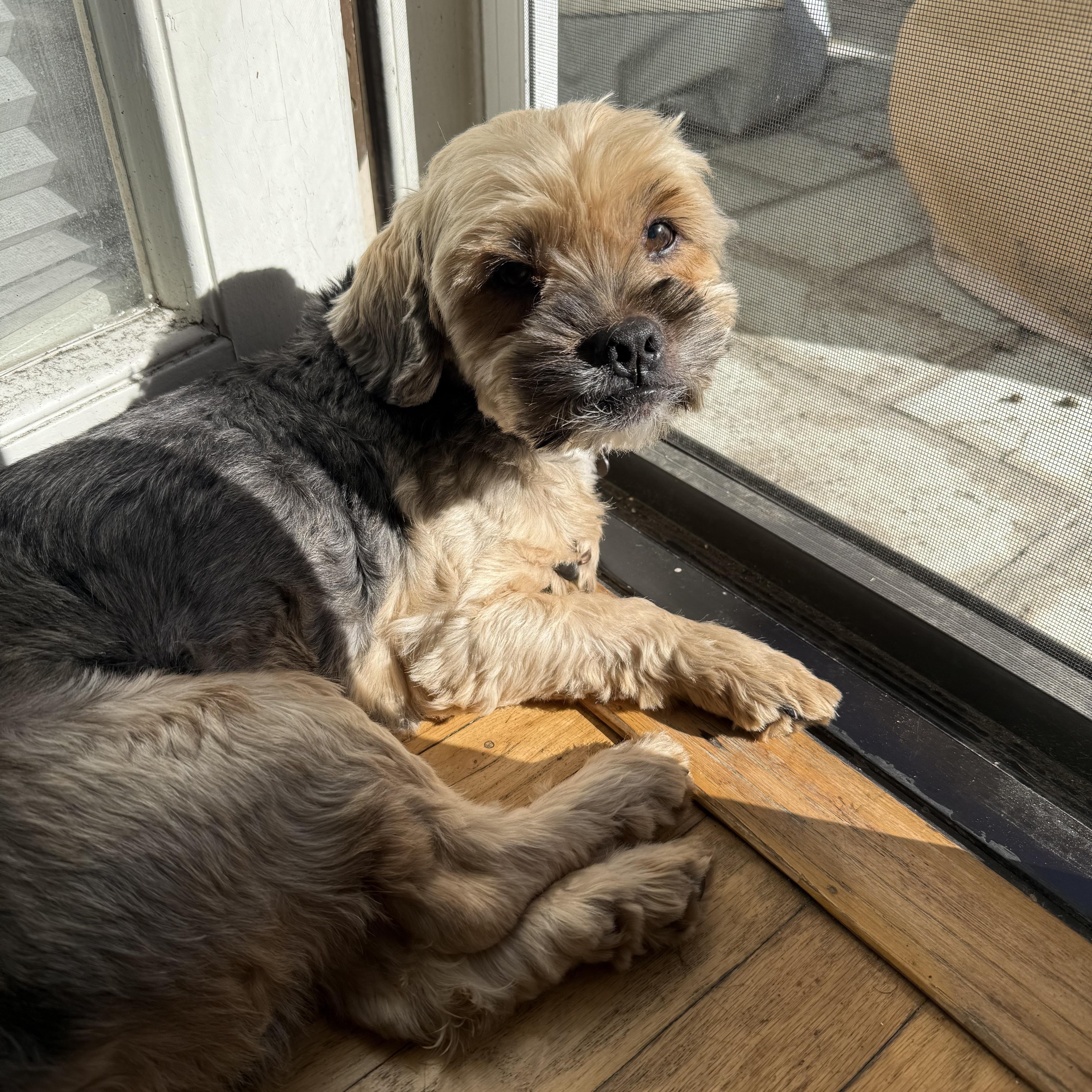 Watson, a ADOPTABLE mixed breed in Long Beach, CA image 2/6