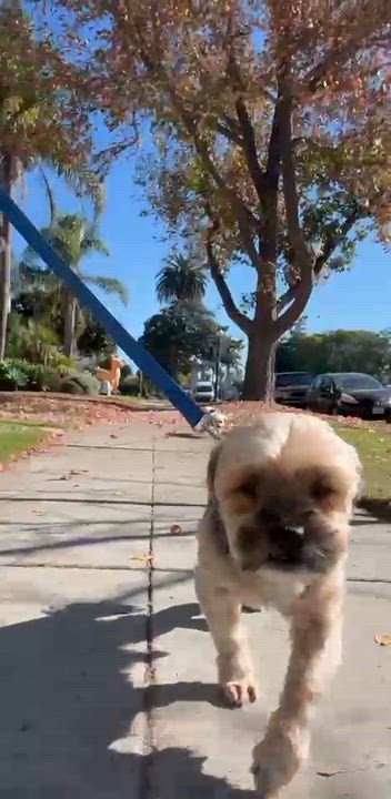 Enlarge Watson, a ADOPTABLE mixed breed in Long Beach, CA video 6/6