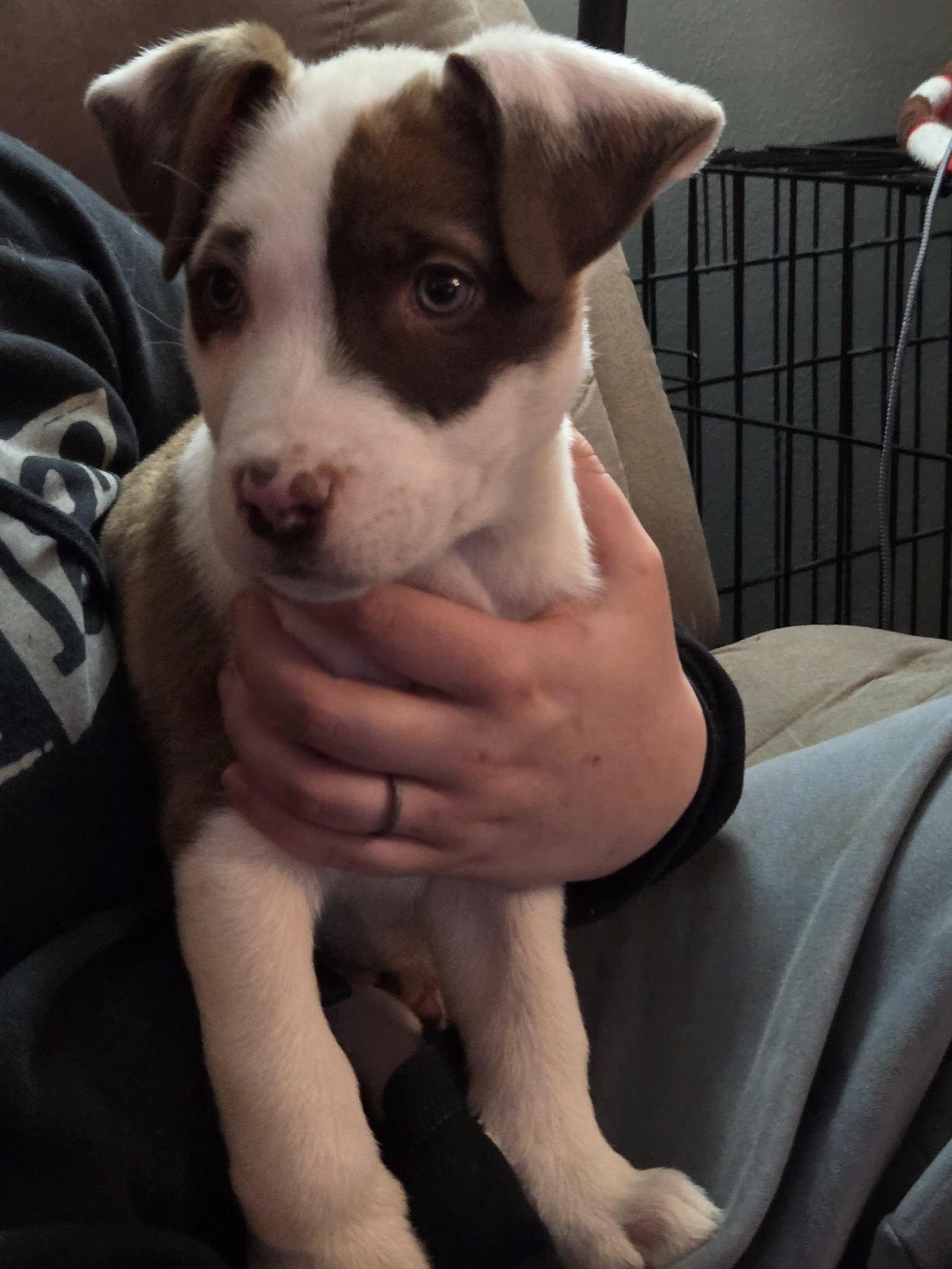 Enlarge Bates, an adopted Mixed Breed in Sioux Falls, SD image 2/6