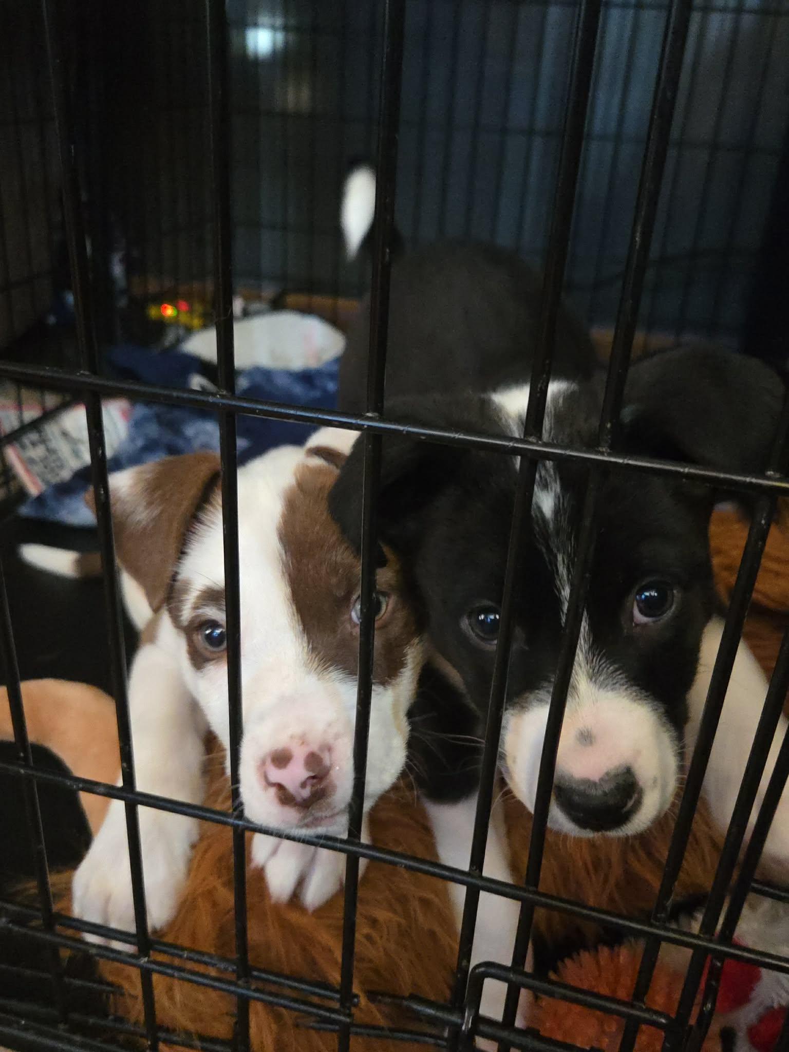 Enlarge Bates, an adopted Mixed Breed in Sioux Falls, SD image 4/6