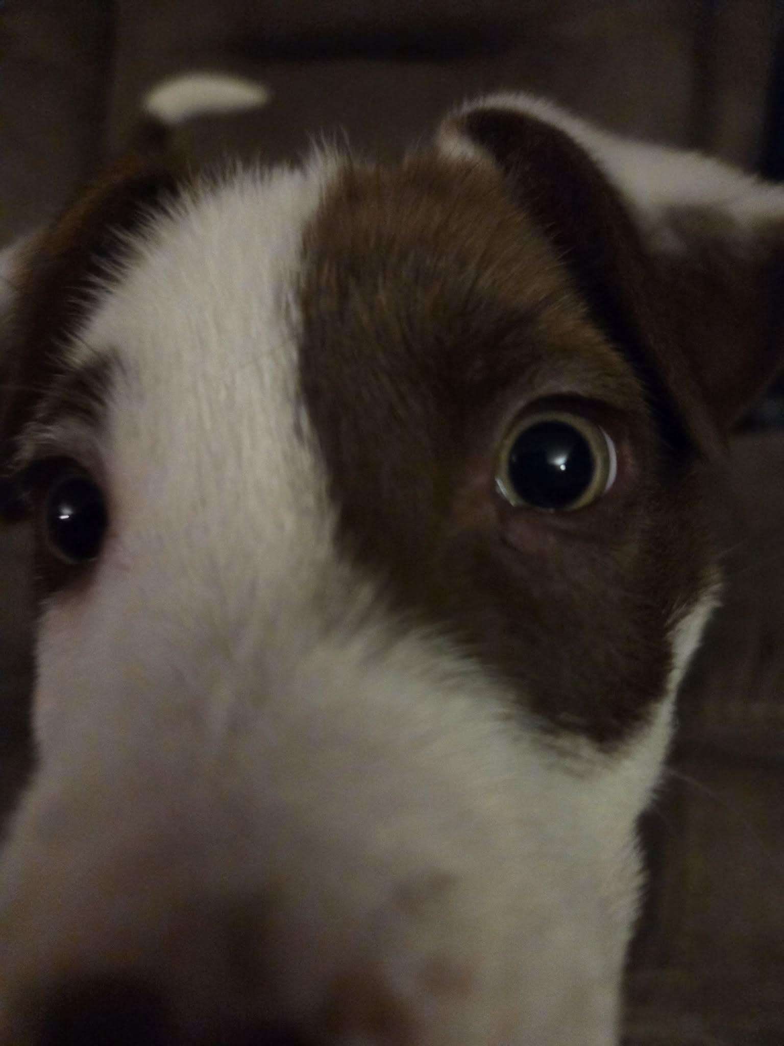 Enlarge Bates, an adopted Mixed Breed in Sioux Falls, SD image 6/6