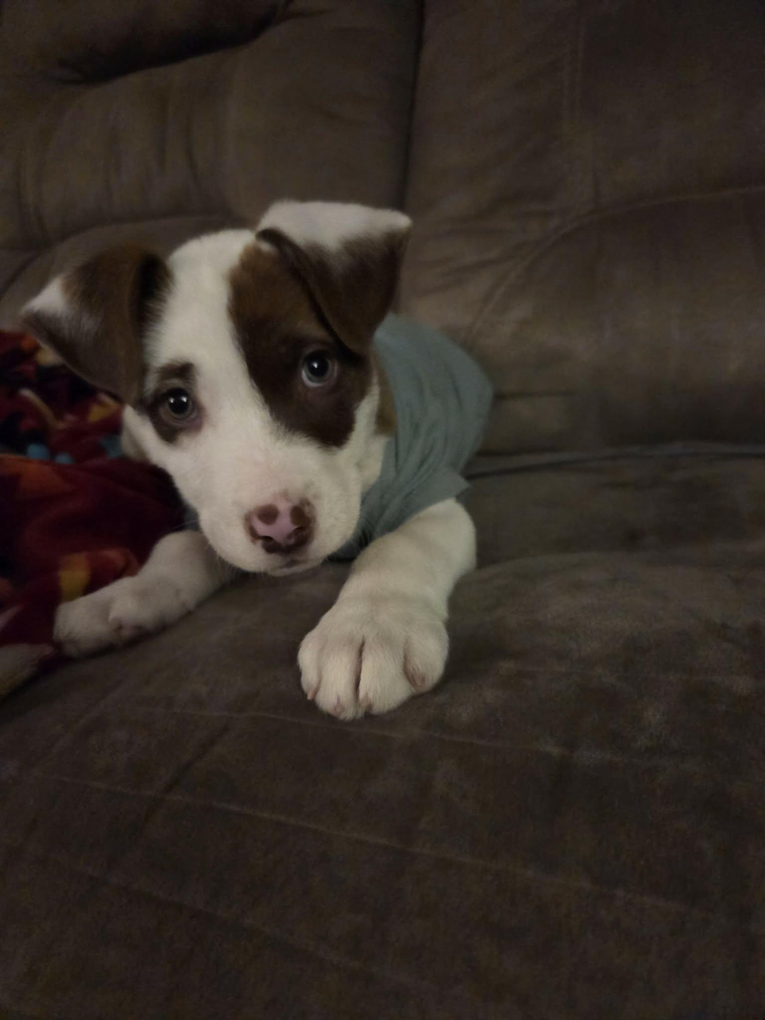 Enlarge Bates, an adopted Mixed Breed in Sioux Falls, SD image 1/6