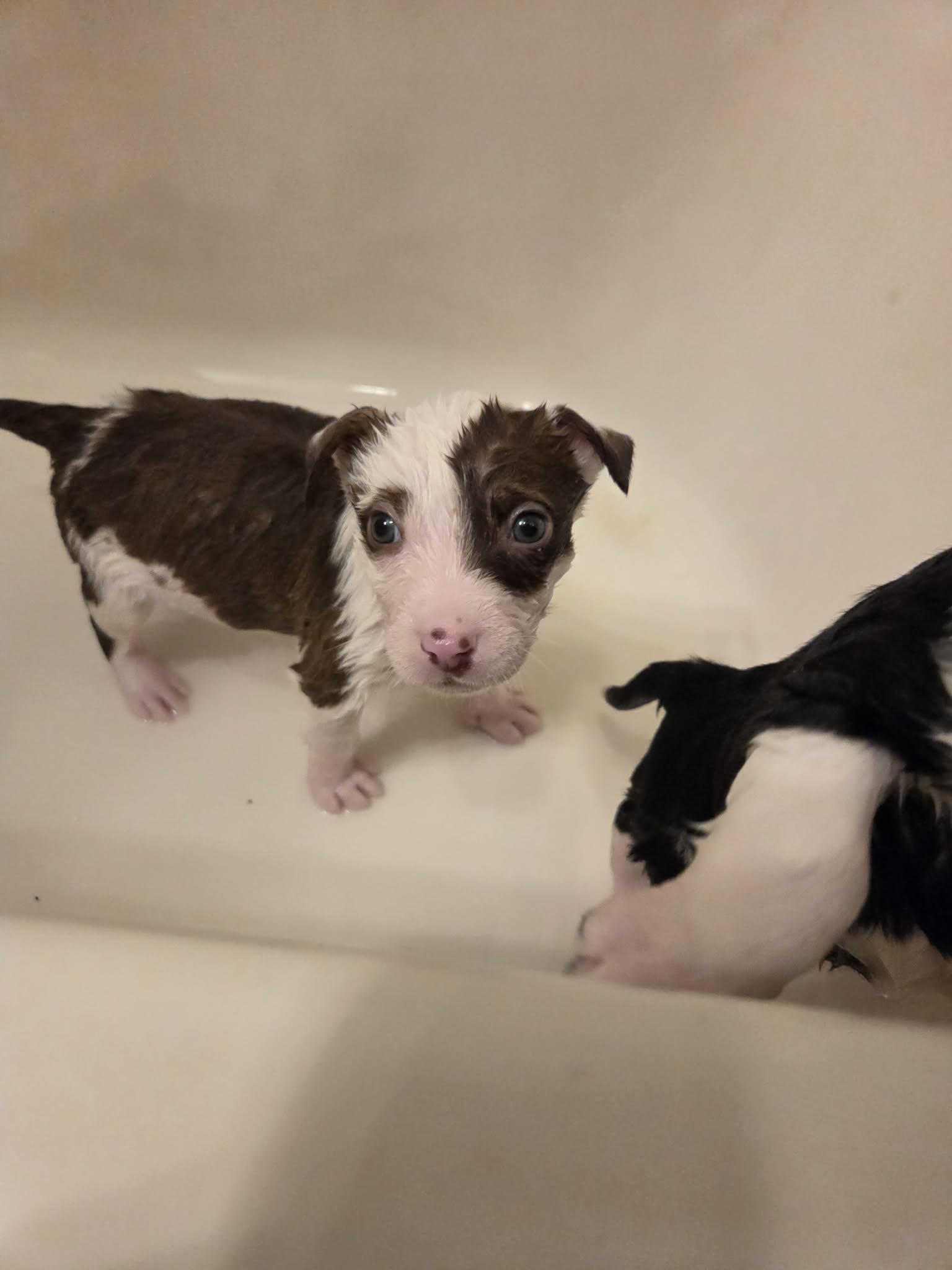 Enlarge Bates, an adopted Mixed Breed in Sioux Falls, SD image 3/6