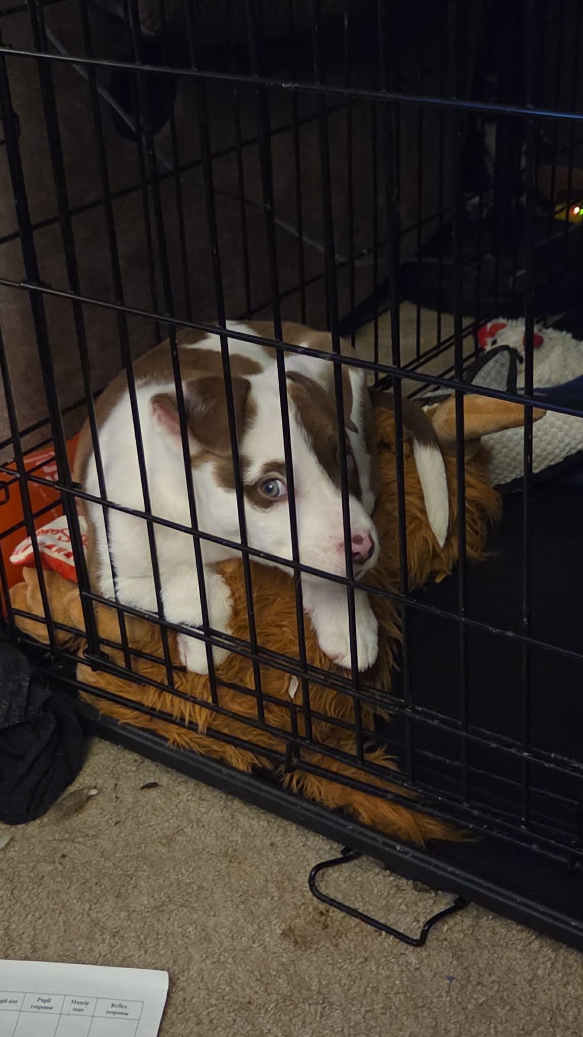 Enlarge Bates, an adopted Mixed Breed in Sioux Falls, SD image 5/6