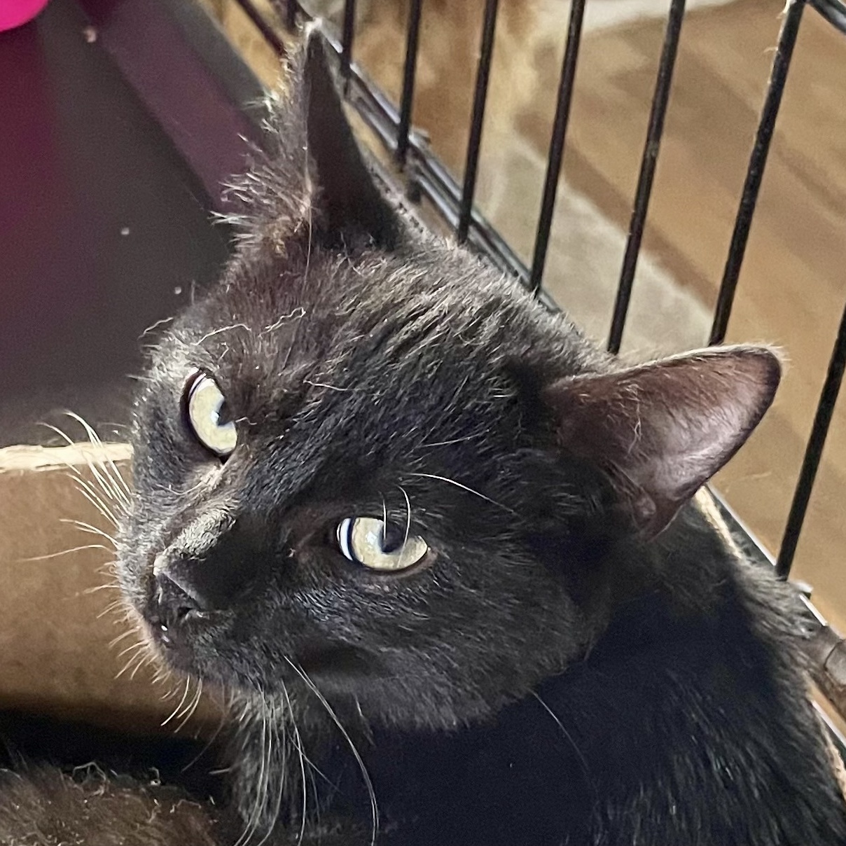 Rosalita, Adoptable, Kitten Female Domestic Short Hair.