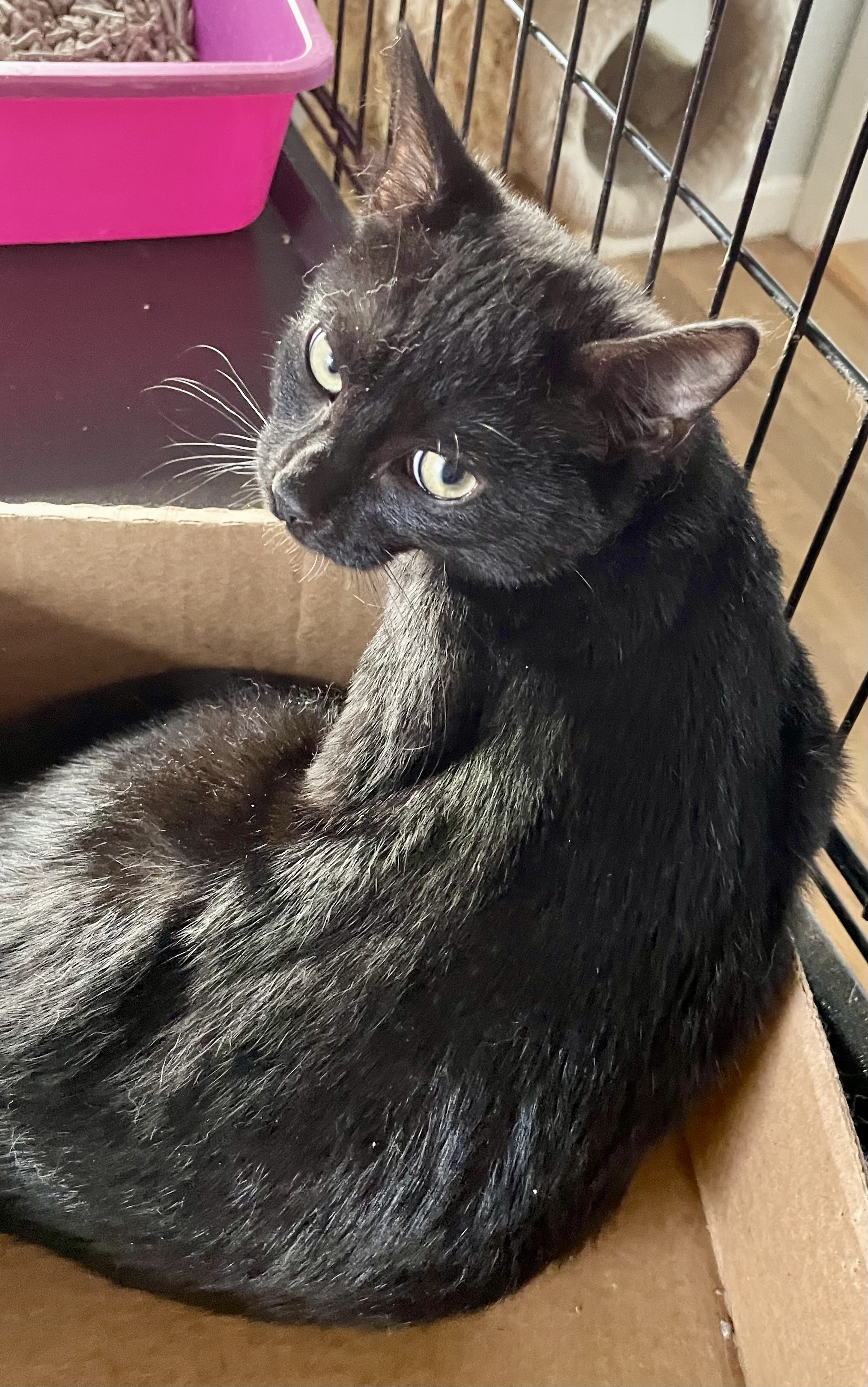 Rosalita, a Adoptable mixed breed in Red Bank, NJ image 2/2