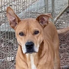Massey, Adoptable, Adult Male Labrador Retriever & German Shepherd Dog.