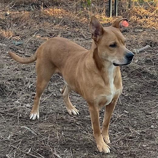 Enlarge Massey, a Adoptable mixed breed in Locust Fork, AL image 2/3