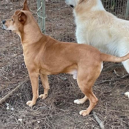Enlarge Massey, a Adoptable mixed breed in Locust Fork, AL image 3/3