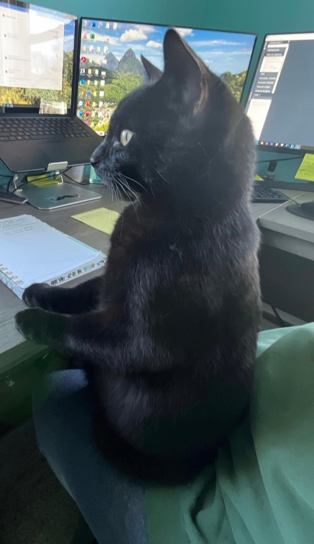 Vader *good w/ cats, indoors, box trained*, Adopted, Young Male Domestic Short Hair.