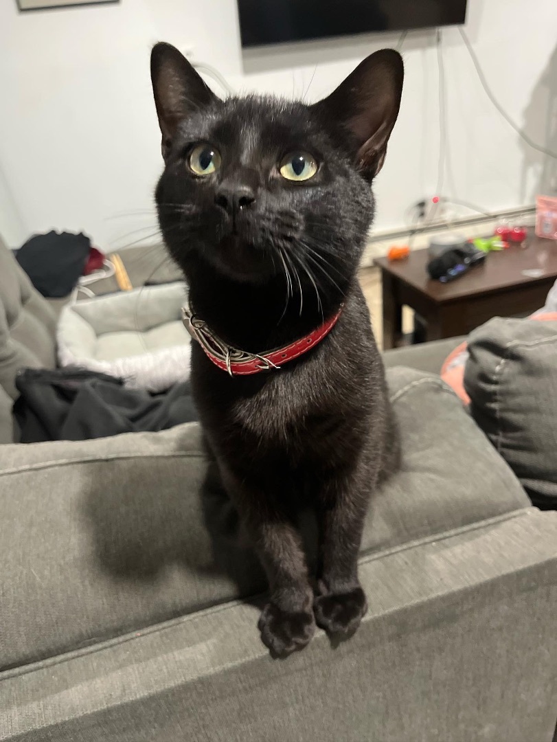 Enlarge Vader *good w/ cats, indoors, box trained*, a Adopted Domestic Short Hair in Goldens Bridge, NY image 2/3