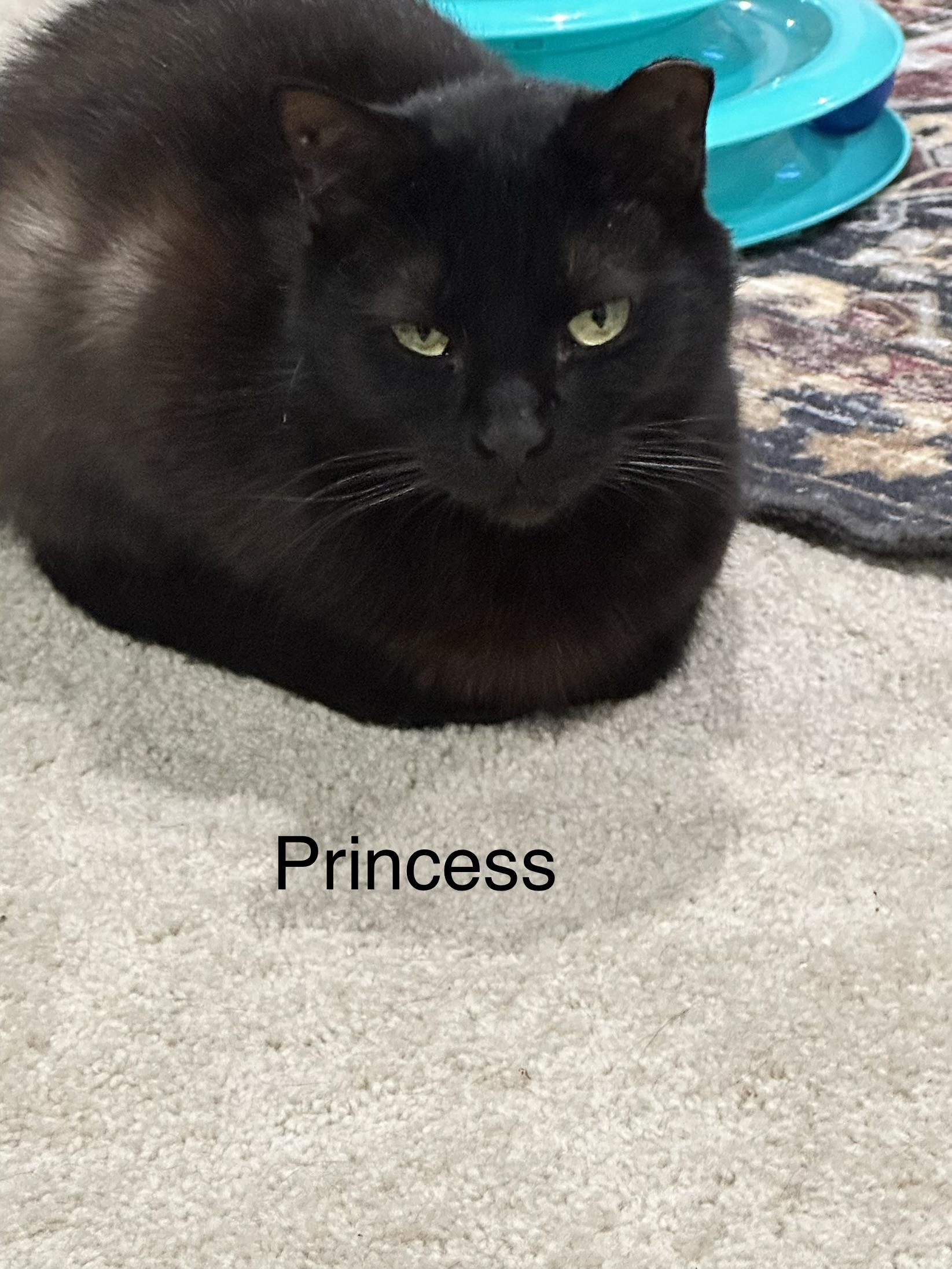 Princess, ADOPTABLE, Adult Female Domestic Short Hair.