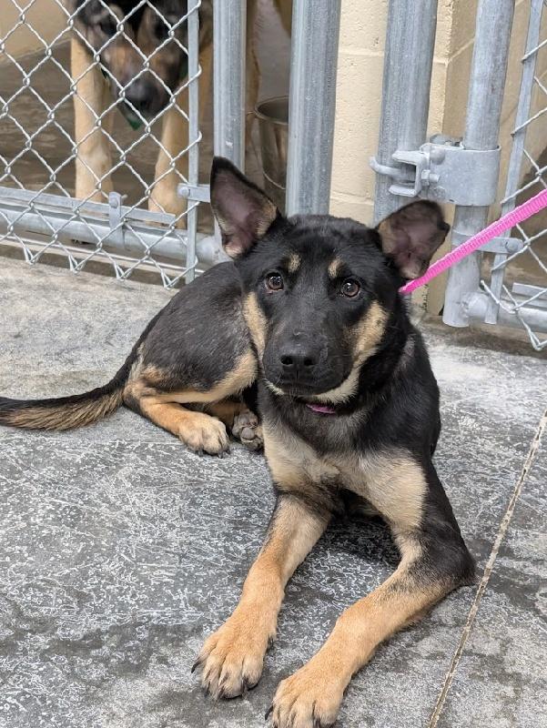 Motsi, an adopted mixed breed in Aurora, IL image 1/2