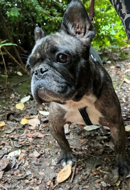 Enlarge CRICKET BAT, a Adoptable French Bulldog in Bonney Lake, WA image 2/3