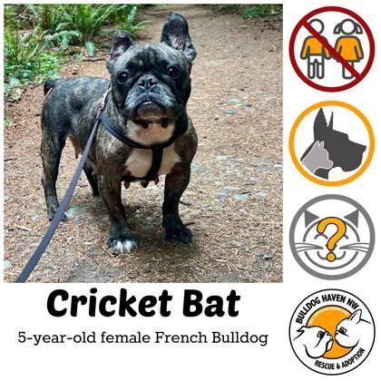 CRICKET BAT, Adoptable, Adult Female French Bulldog.