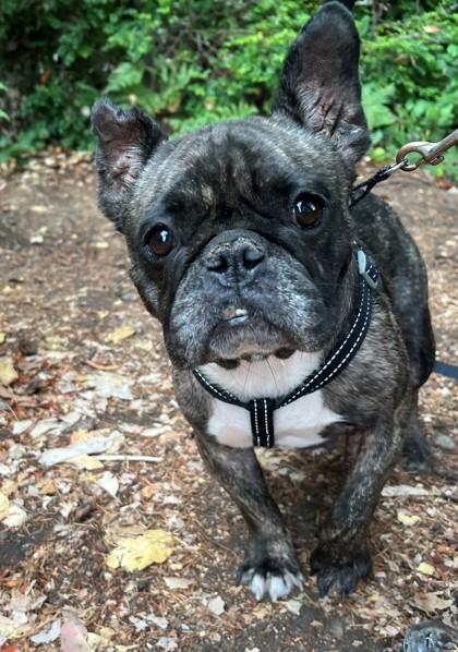 Enlarge CRICKET BAT, a Adoptable French Bulldog in Bonney Lake, WA image 3/3