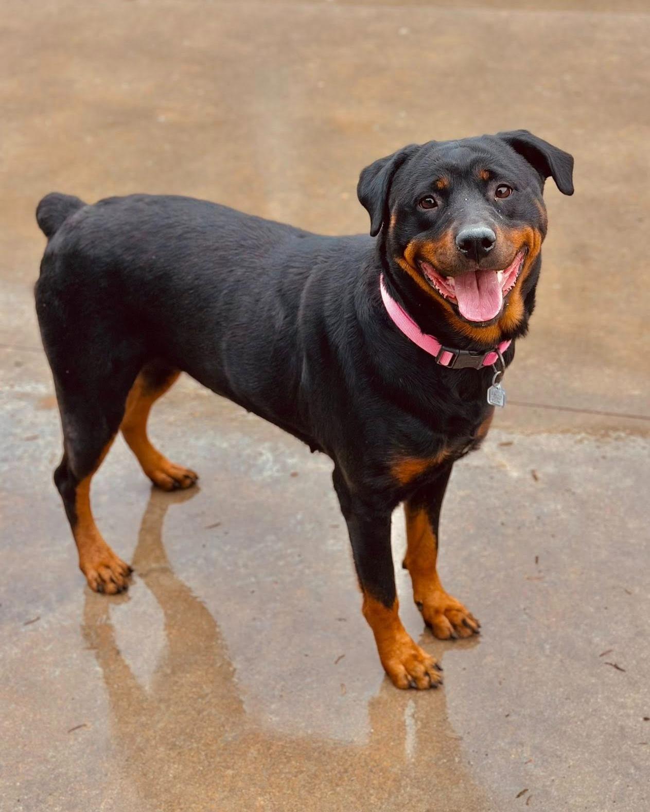 Enlarge Mina, an adopted mixed breed in Fremont, MI image 1/3