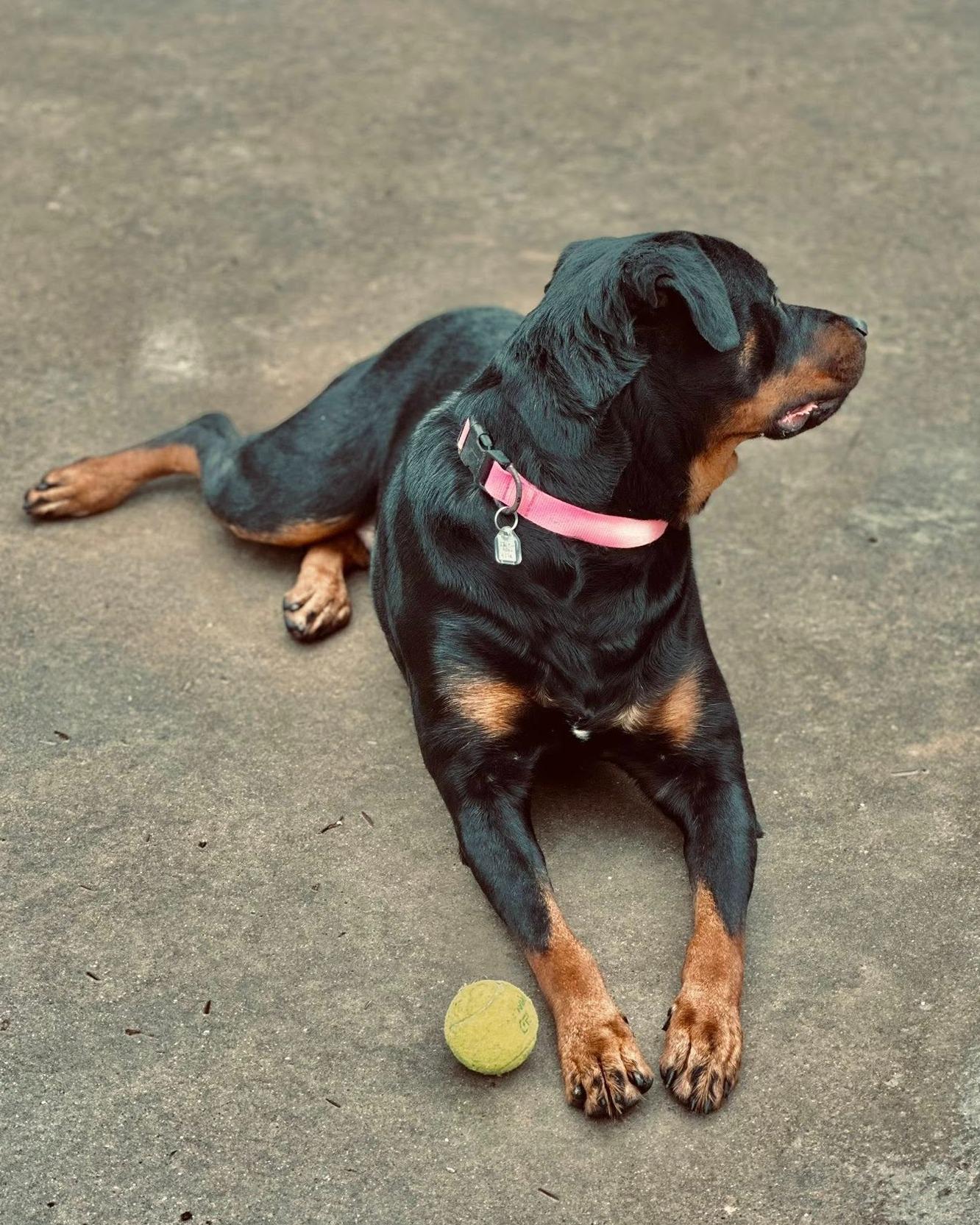 Enlarge Mina, an adopted mixed breed in Fremont, MI image 2/3