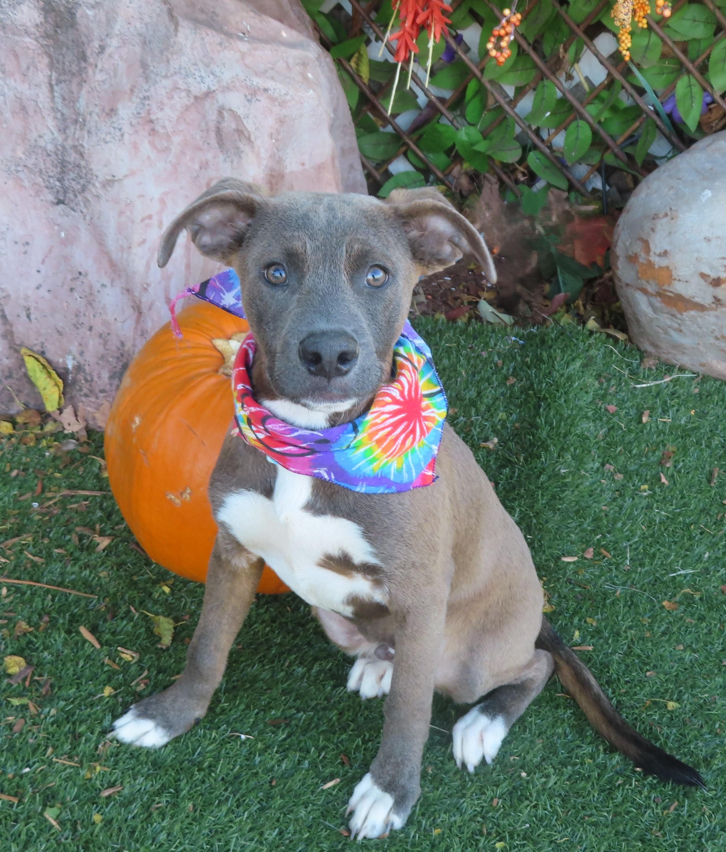 JASPER 464331 CutePUP!