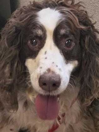 Sheldon, adopted, Adult Male Cocker Spaniel.
