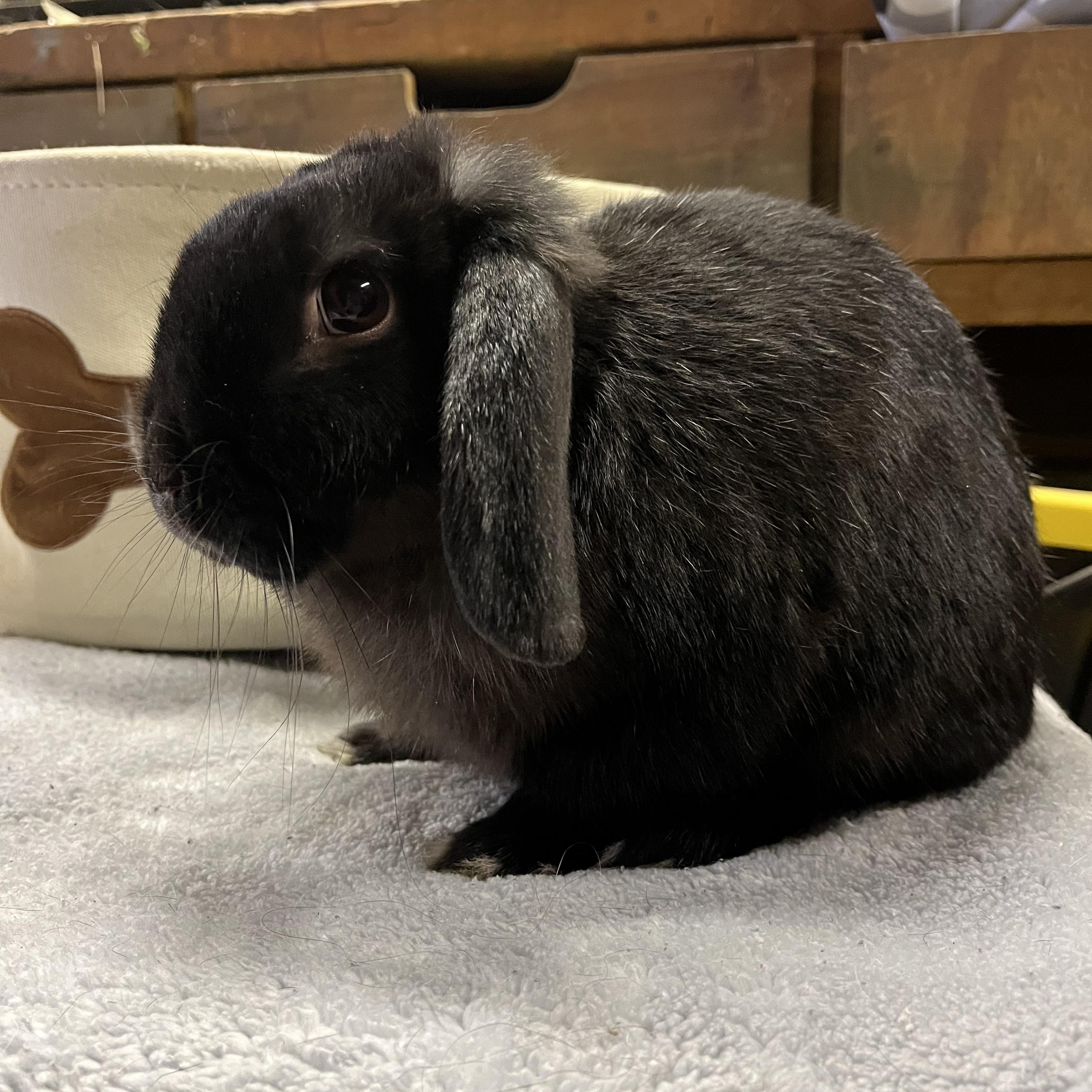 Enlarge Java, a ADOPTABLE Mini Lop in Birdsboro, PA image 2/3