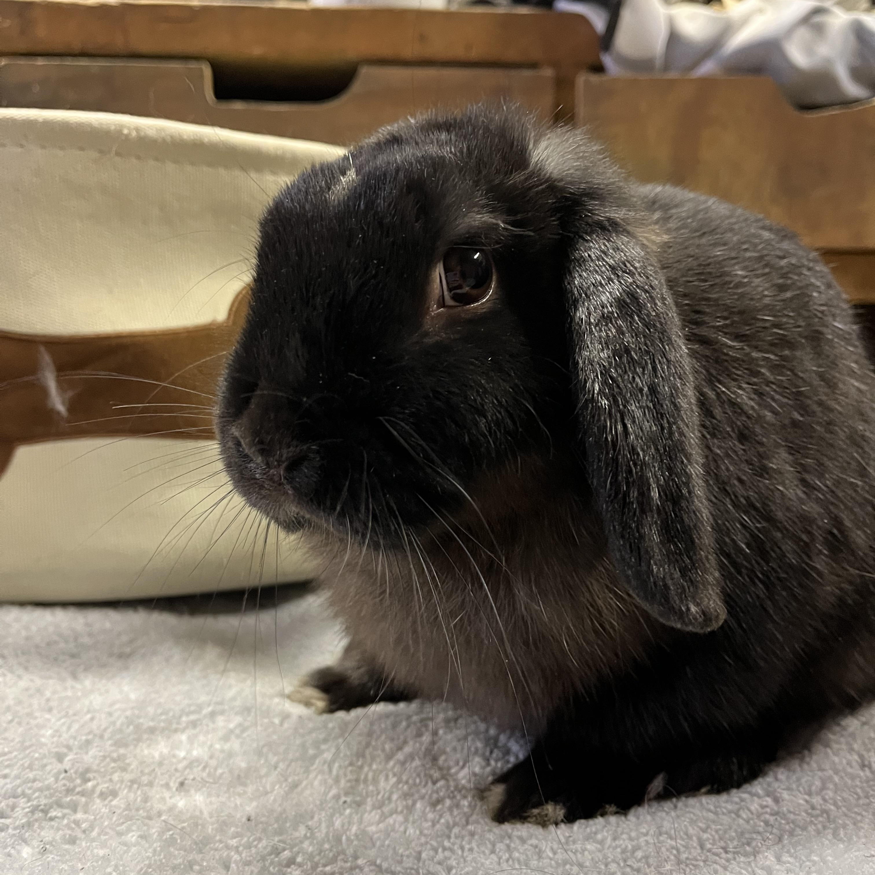 Enlarge Java, a ADOPTABLE Mini Lop in Birdsboro, PA image 3/3