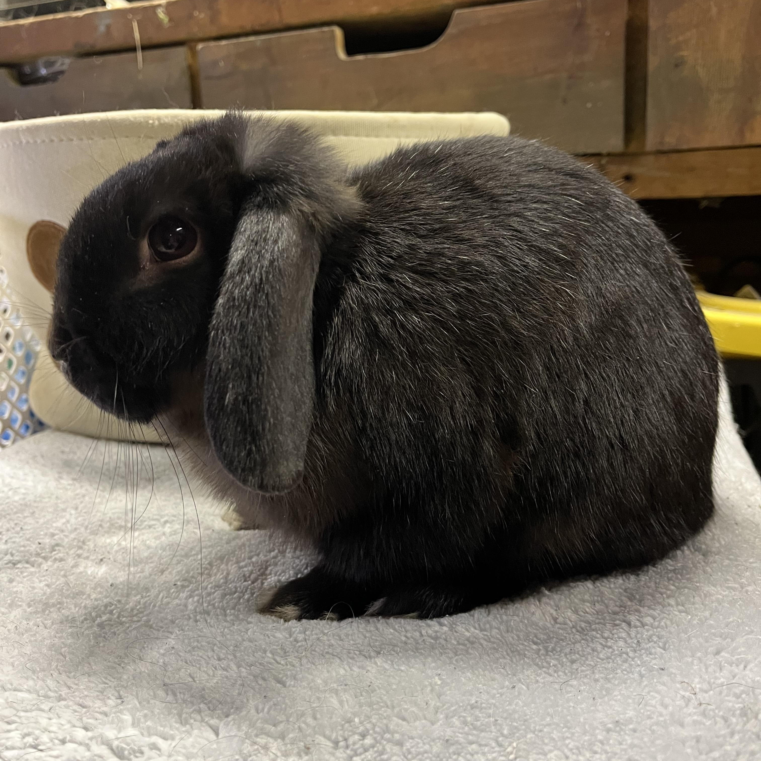Java, ADOPTABLE, Baby Male Mini Lop.