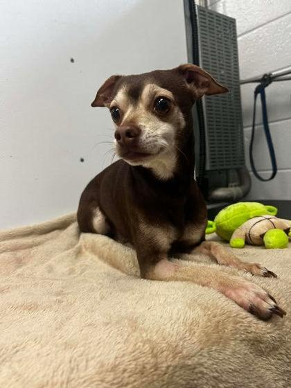 E.T., Adoptable, Senior Male Chihuahua & Chihuahua.