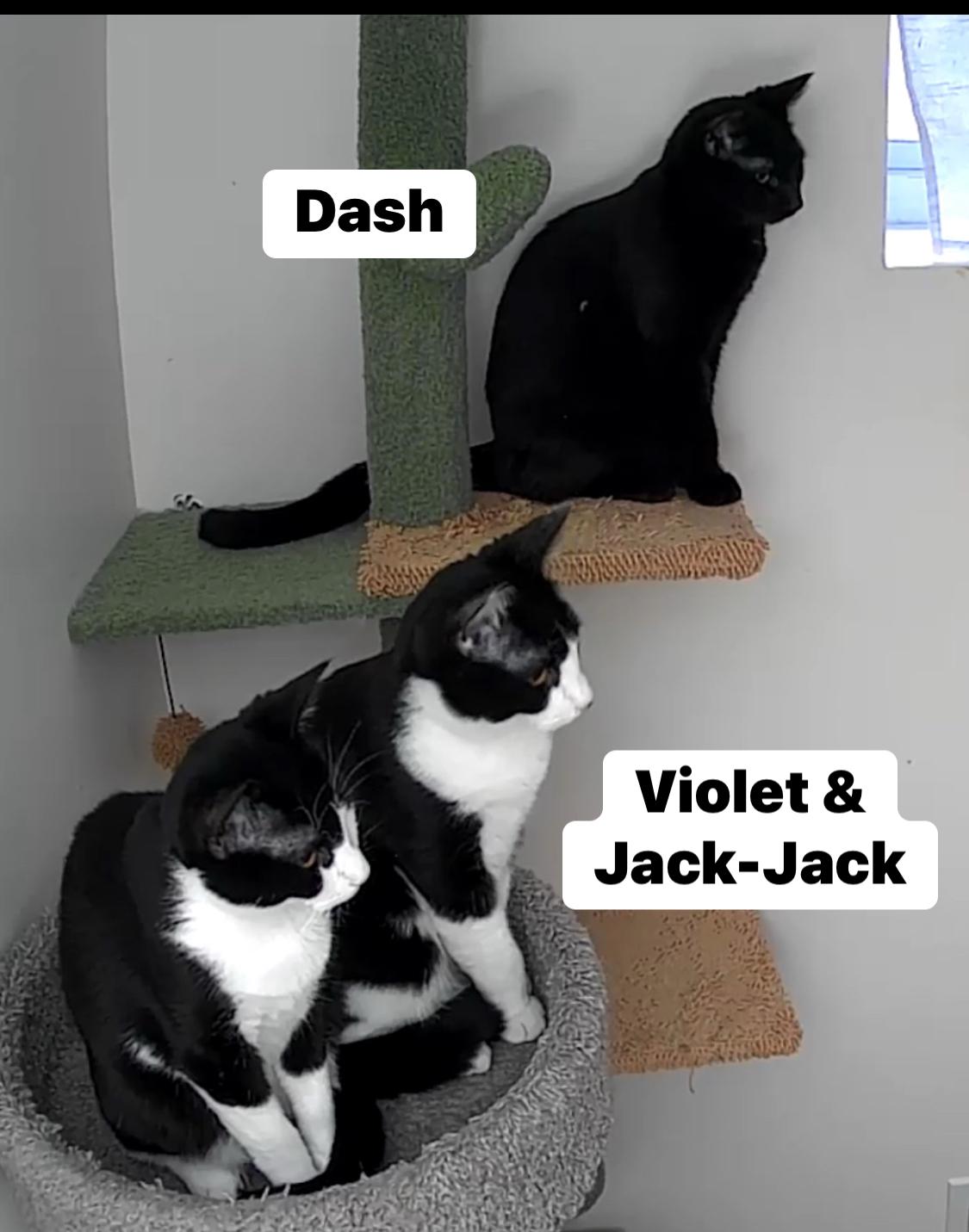 Enlarge Dash, a Adoptable Domestic Short Hair in Syosset, NY image 4/4