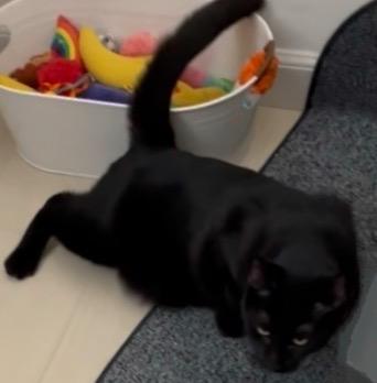 Enlarge Dash, a Adoptable Domestic Short Hair in Syosset, NY image 3/4