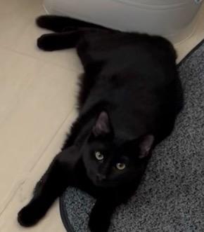 Dash, Adoptable, Kitten Male Domestic Short Hair.