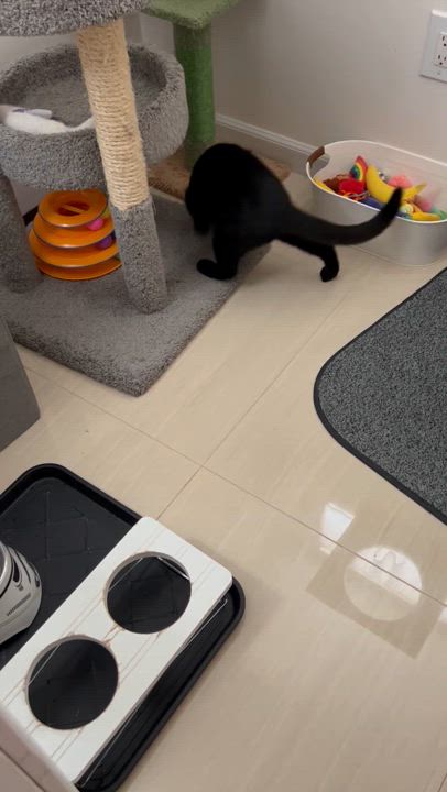 Enlarge Dash, a Adoptable Domestic Short Hair in Syosset, NY video 2/4