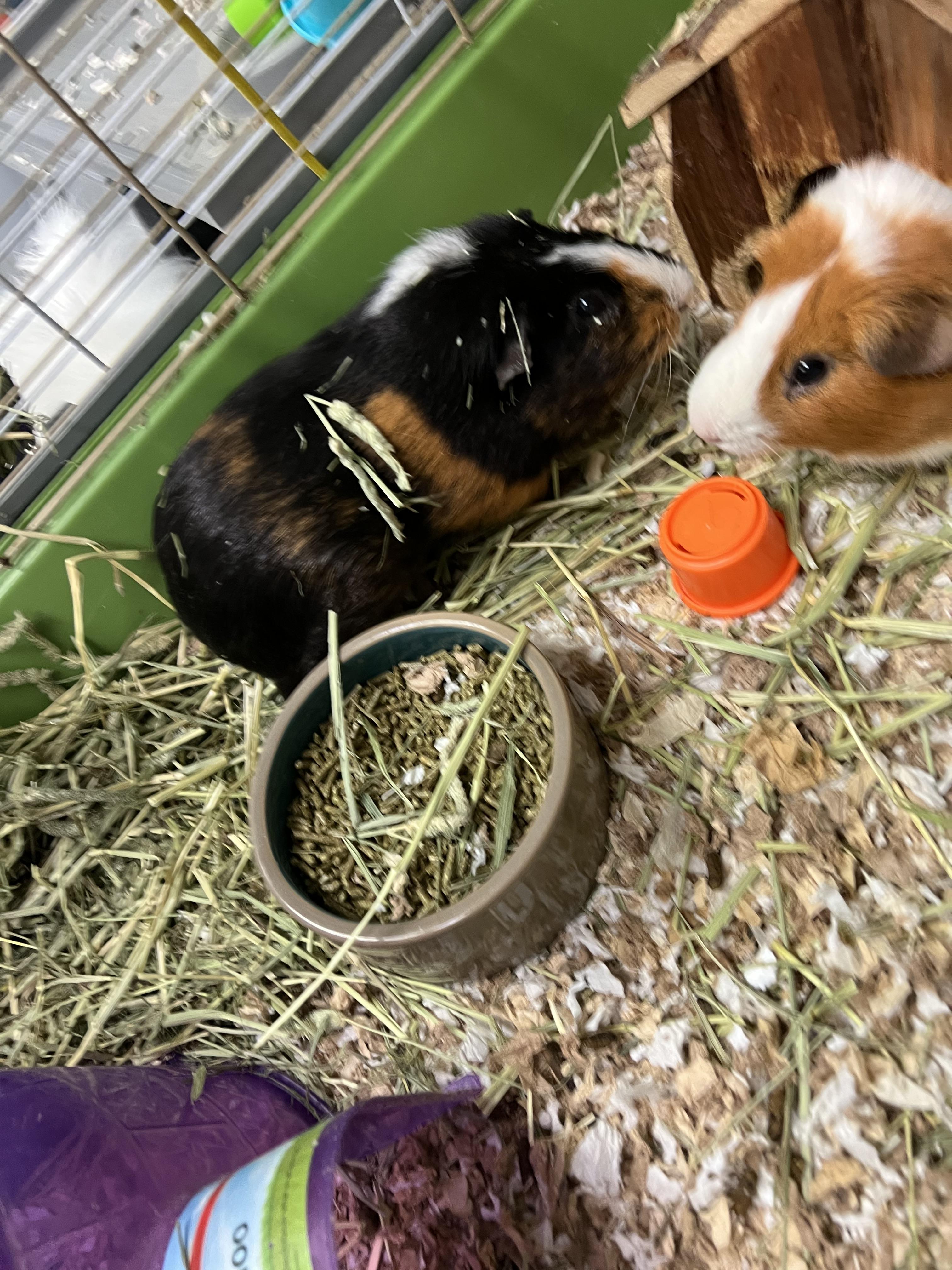Oscar and Theo, a ADOPTABLE mixed breed in Hillsborough, NJ image 4/4