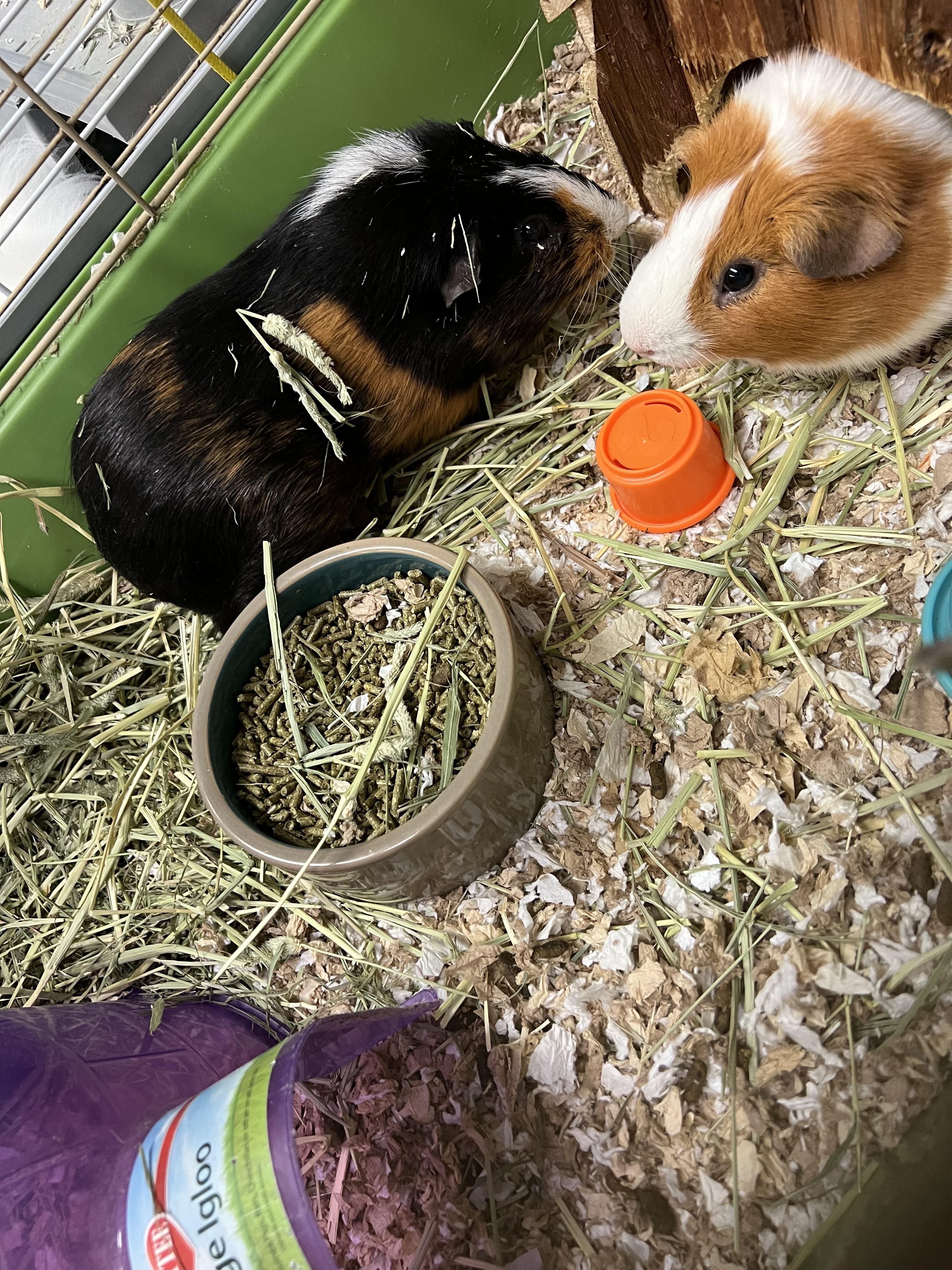 Oscar and Theo, a ADOPTABLE mixed breed in Hillsborough, NJ image 3/4