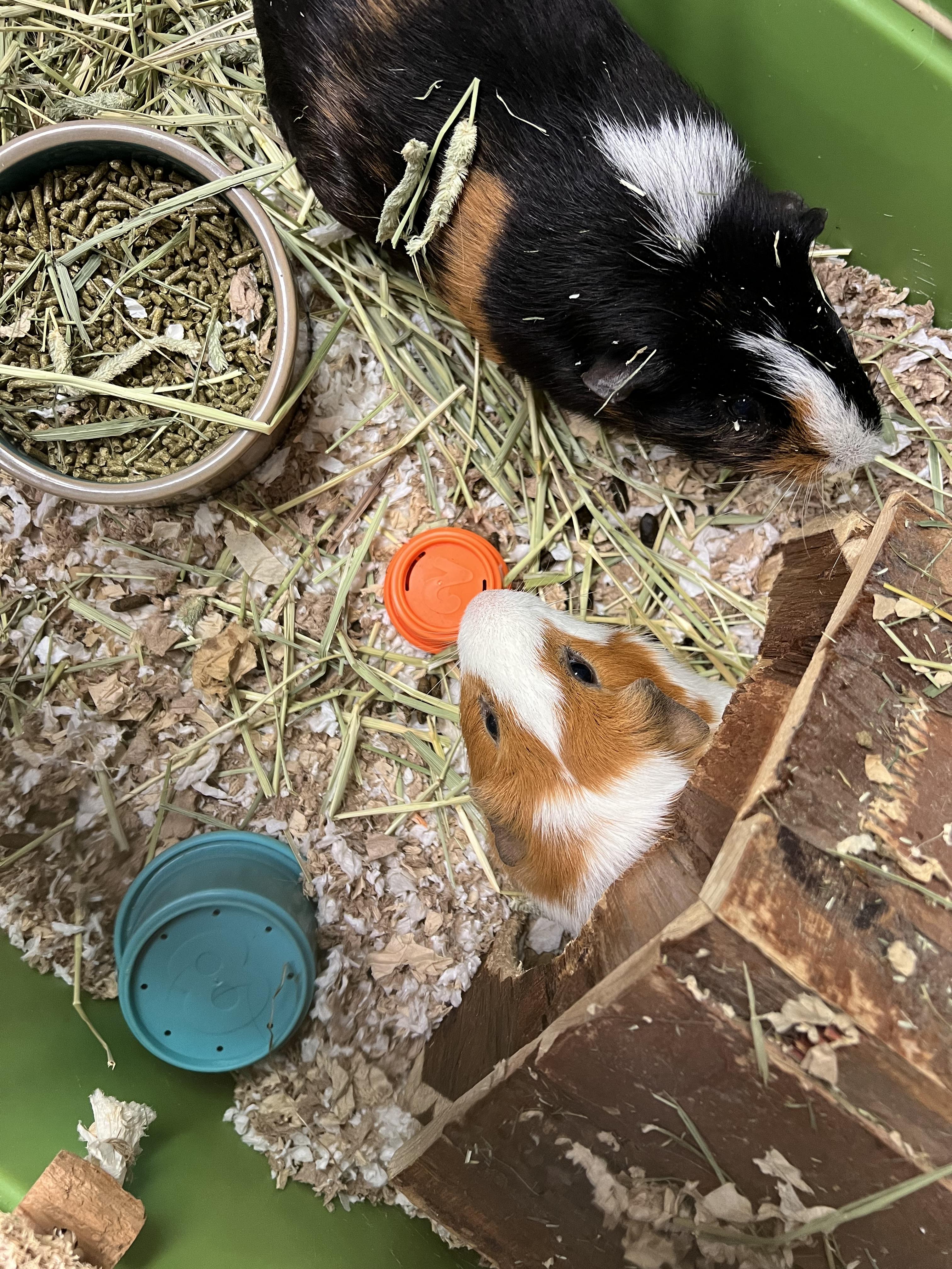 Oscar and Theo, a ADOPTABLE mixed breed in Hillsborough, NJ image 1/4