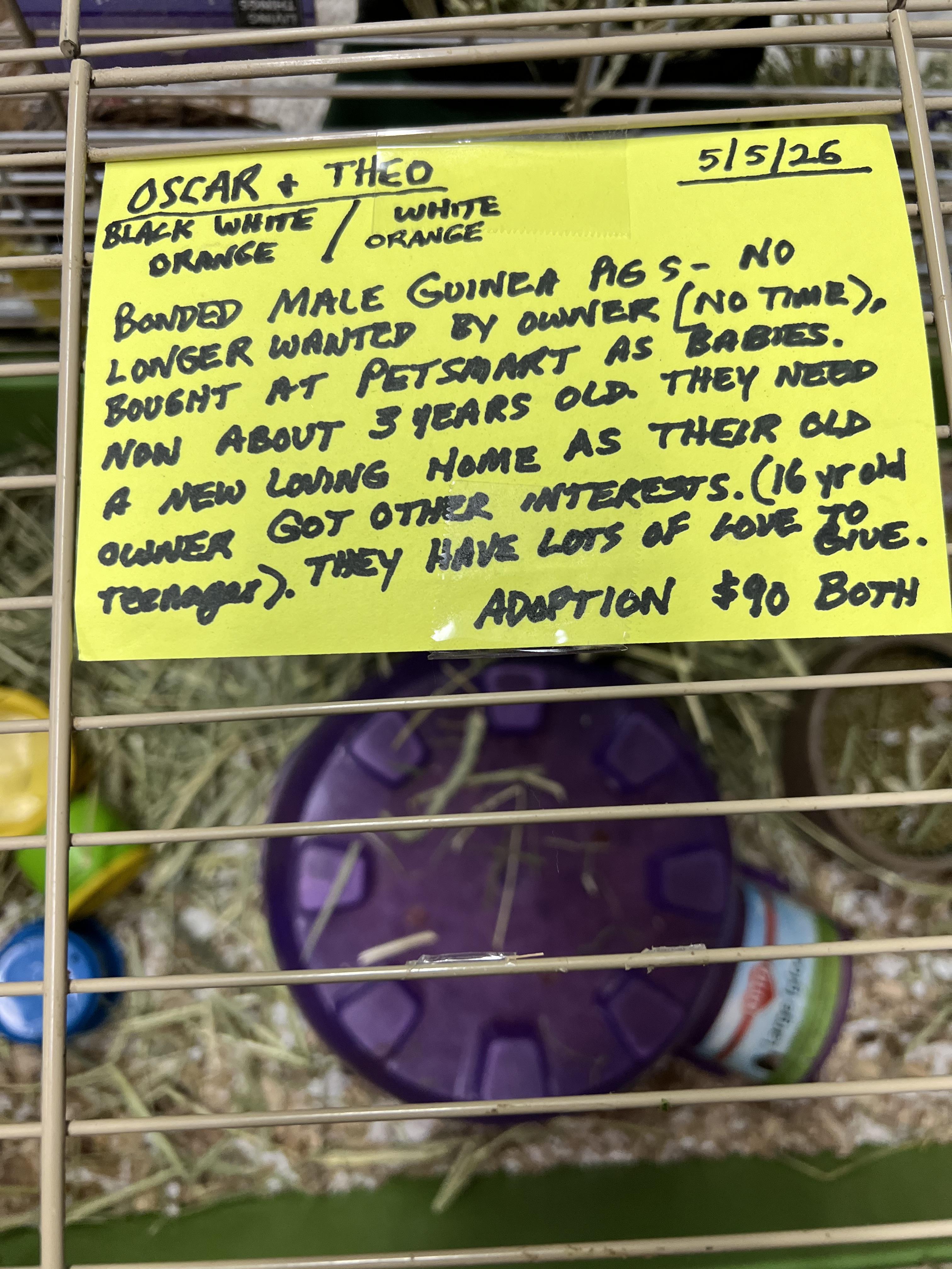 Oscar and Theo, a ADOPTABLE mixed breed in Hillsborough, NJ image 2/4