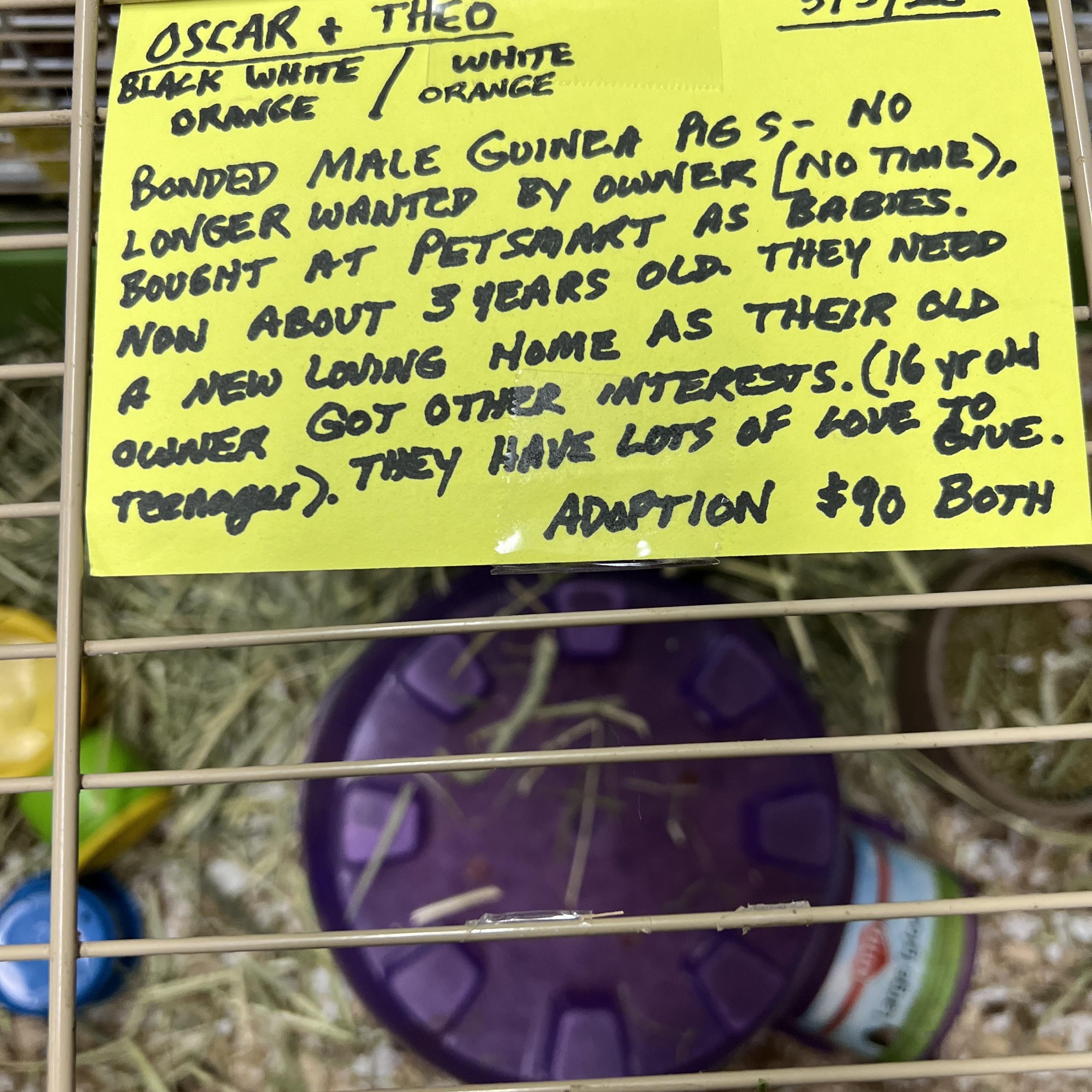 Oscar and Theo, an adopted mixed breed in Hillsborough, NJ image 2/4