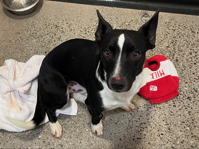 DRACO, Adoptable, Young Male Chihuahua.