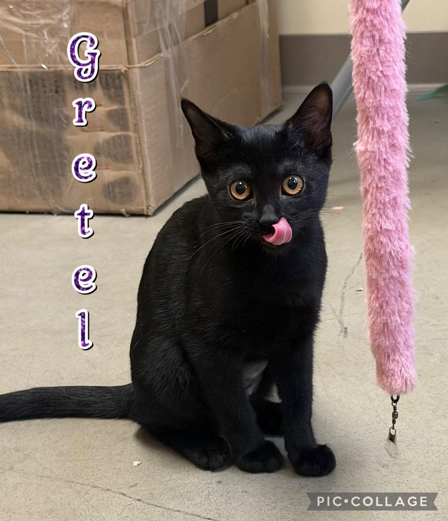 Gretel, a Adoptable mixed breed in Fort Oglethorpe, GA image 1/3