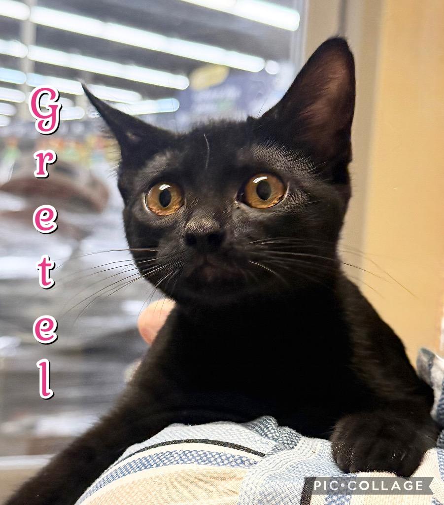 Gretel, a Adoptable mixed breed in Fort Oglethorpe, GA image 2/3