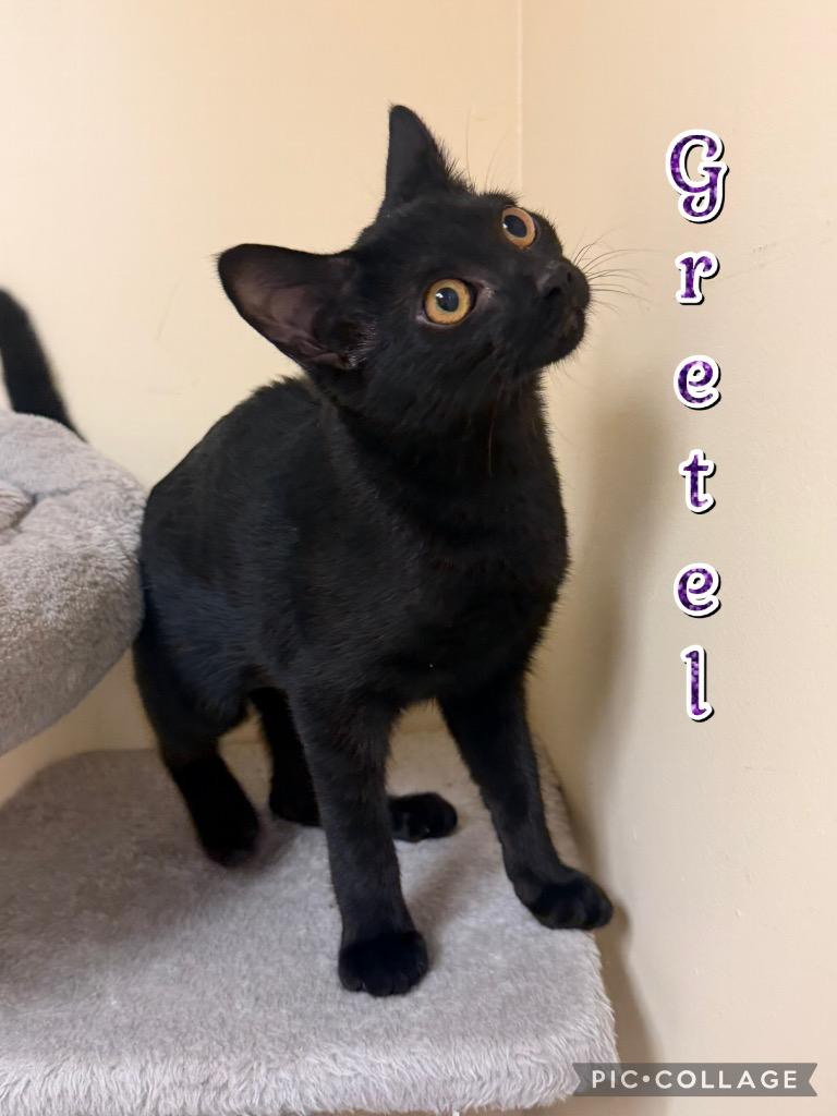 Gretel, a Adoptable mixed breed in Fort Oglethorpe, GA image 3/3