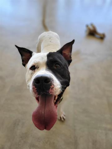 VAN DAME, Adoptable, Adult Male American Bulldog.