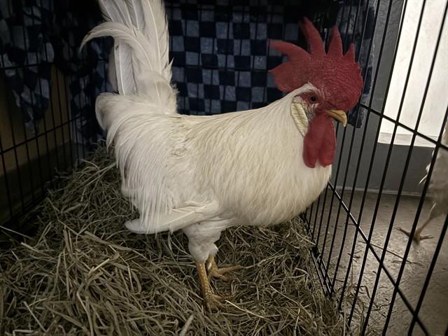CHARGER CHUCK, Adoptable, Adult Male Chicken.