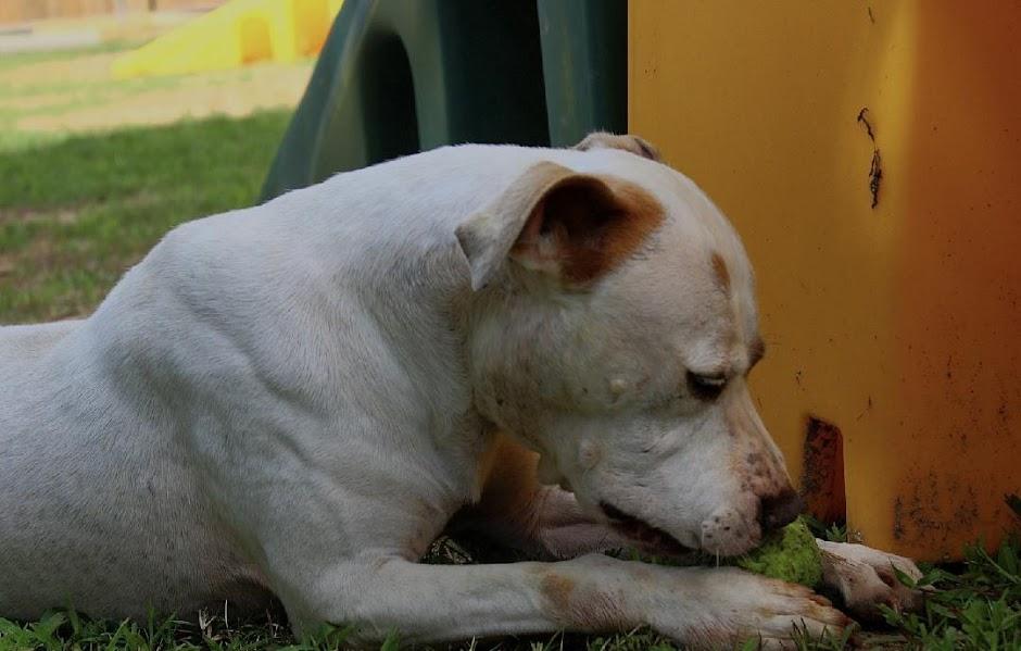 Hercules, a Adoptable mixed breed in Willis, TX image 4/6